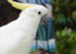 The white cockatoo