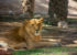 Al Ain Zoo - Lion